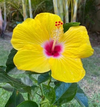 ハワイの名花ハイビスカスとプルメリアが色鮮やかないワンピース